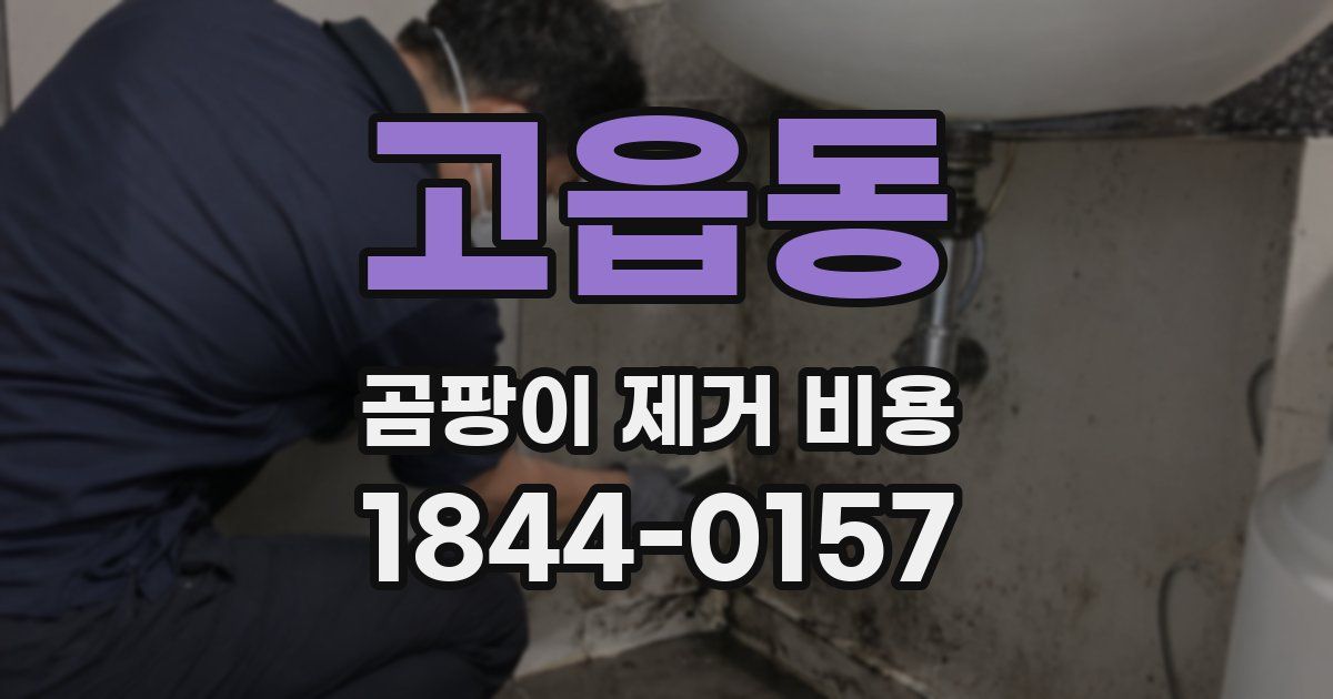 고읍동 곰팡이 제거 비용