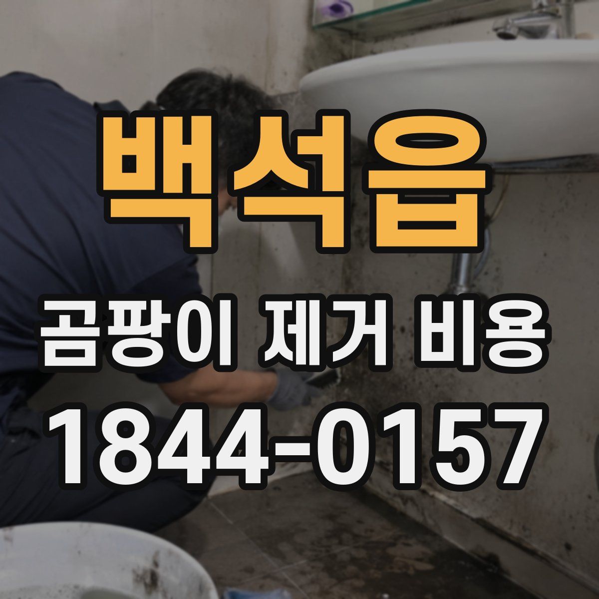 백석읍 곰팡이 제거 비용