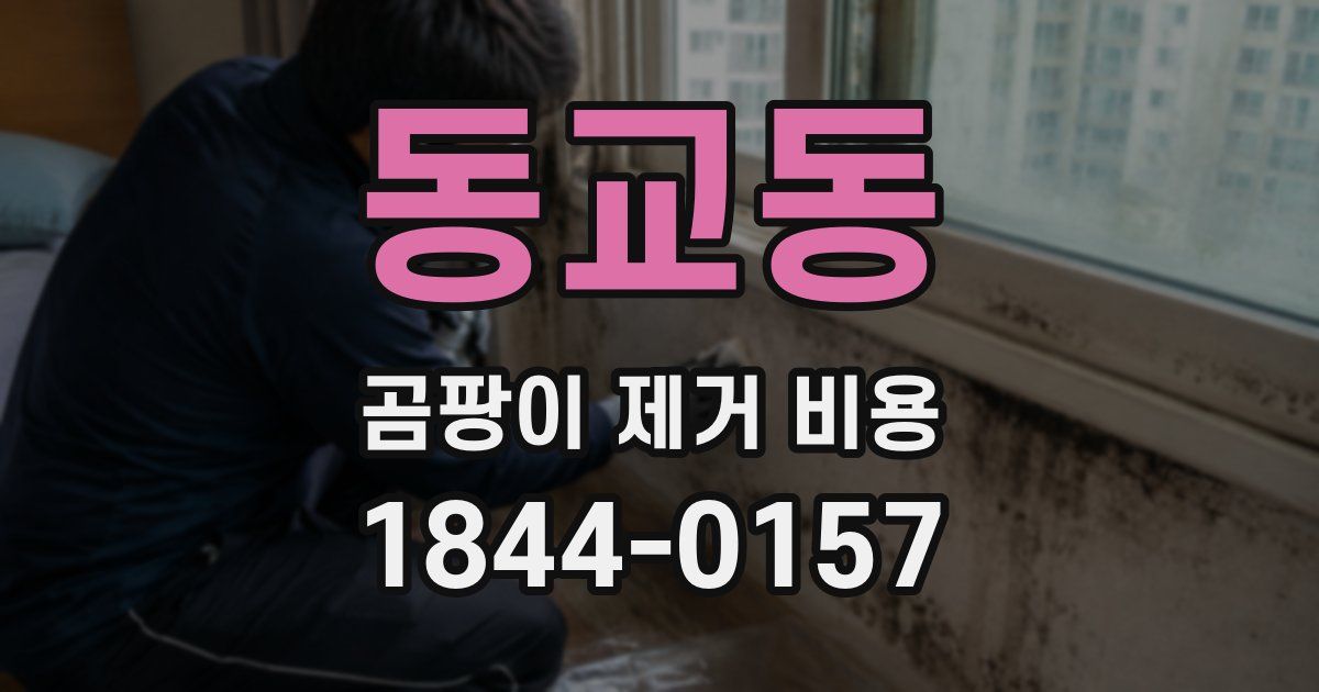 동교동 곰팡이 제거 비용