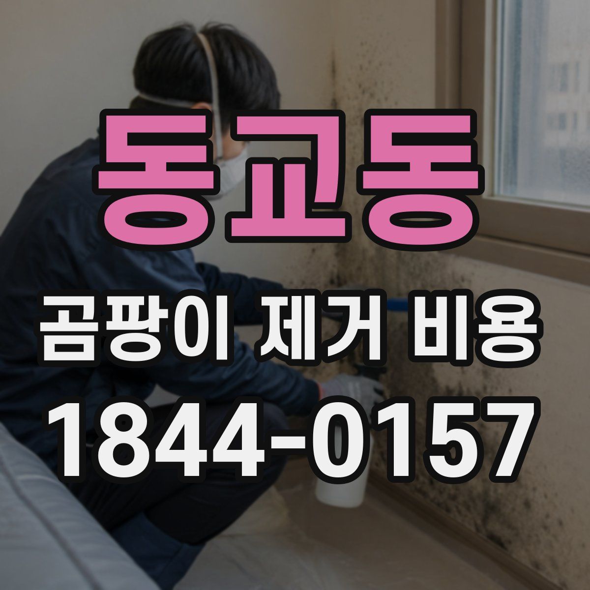 동교동 곰팡이 제거 비용