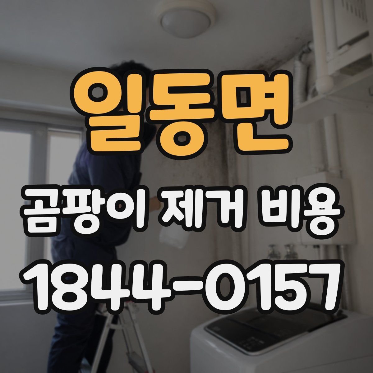 일동면 곰팡이 제거 비용