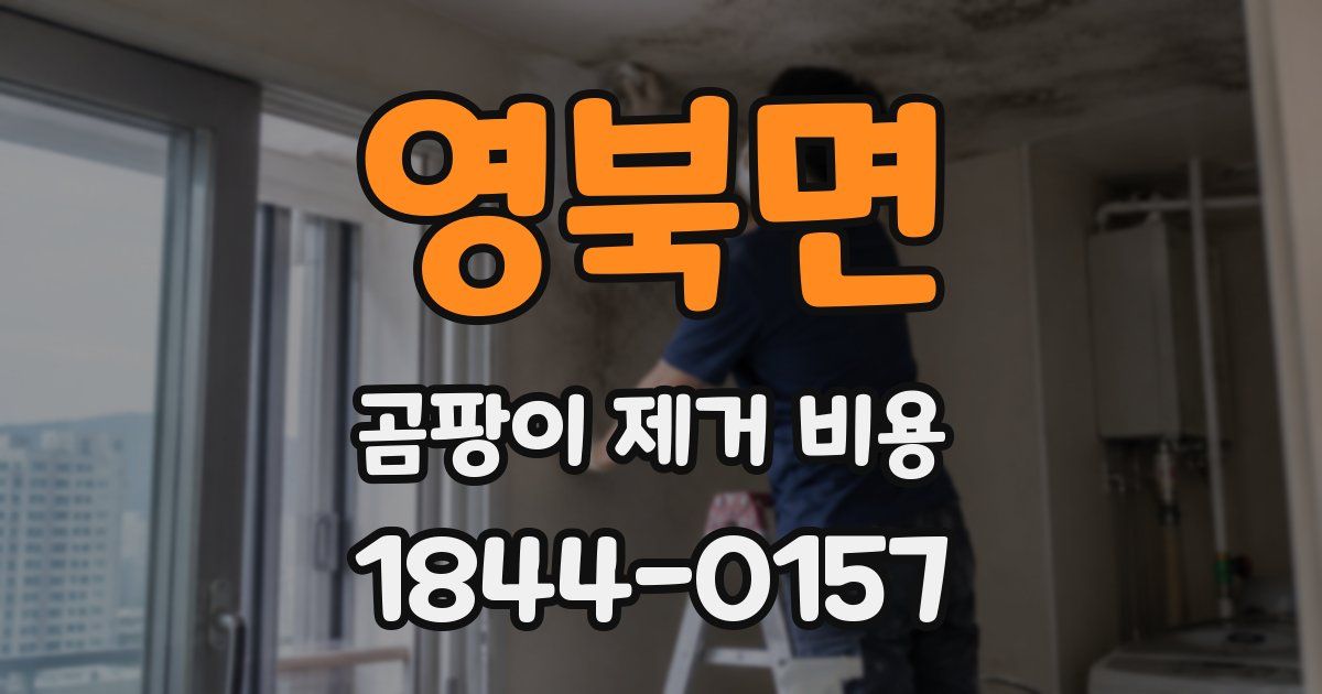 영북면 곰팡이 제거 비용
