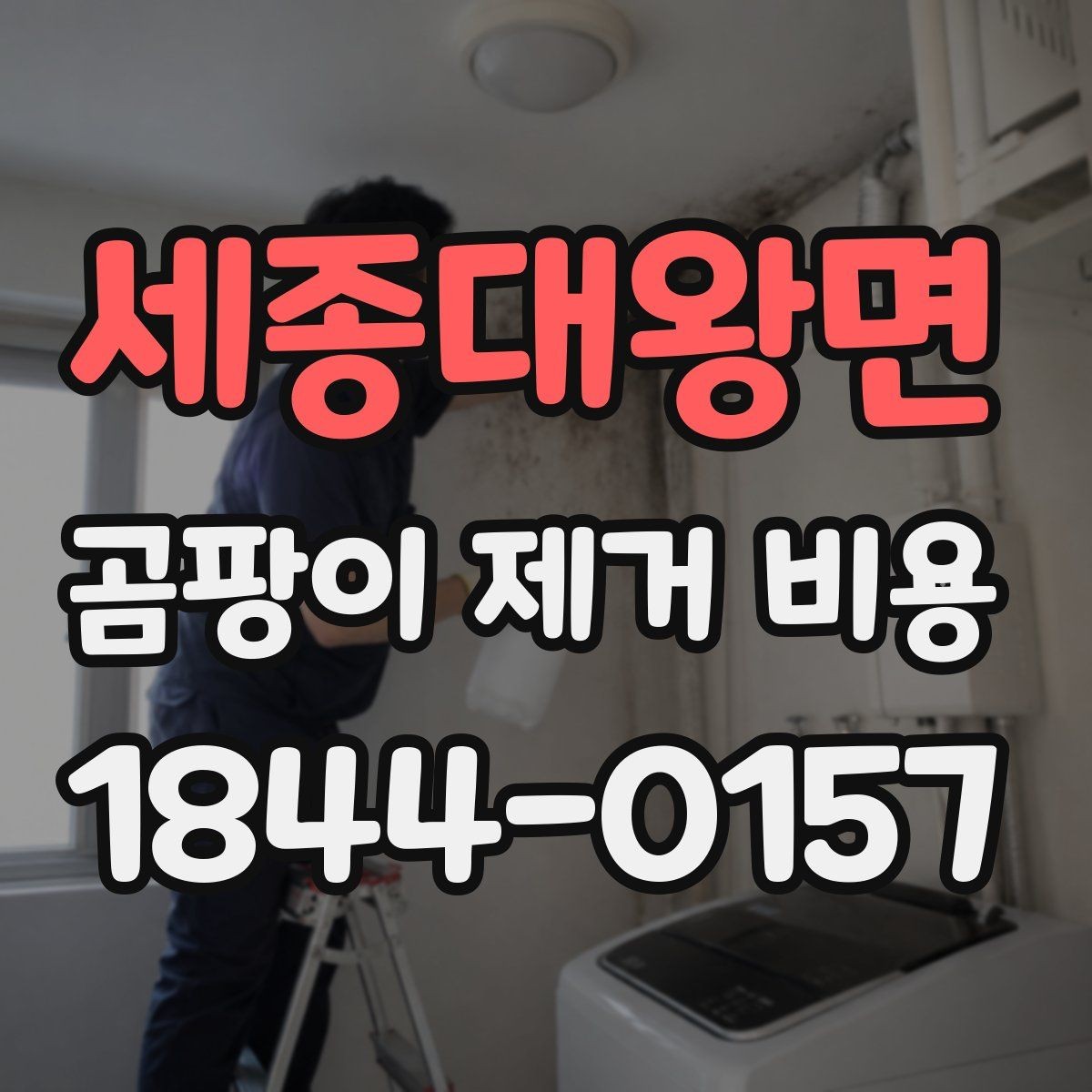 세종대왕면 곰팡이 제거 비용 벽지 손상 정도에 따라 달라지는 범위
