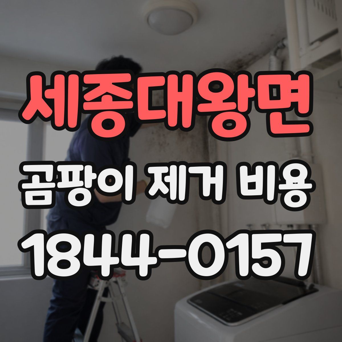 세종대왕면 곰팡이 제거 비용