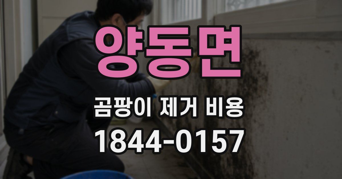 양동면 곰팡이 제거 비용