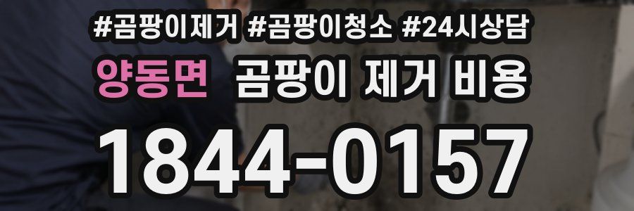 양동면 곰팡이 제거 비용