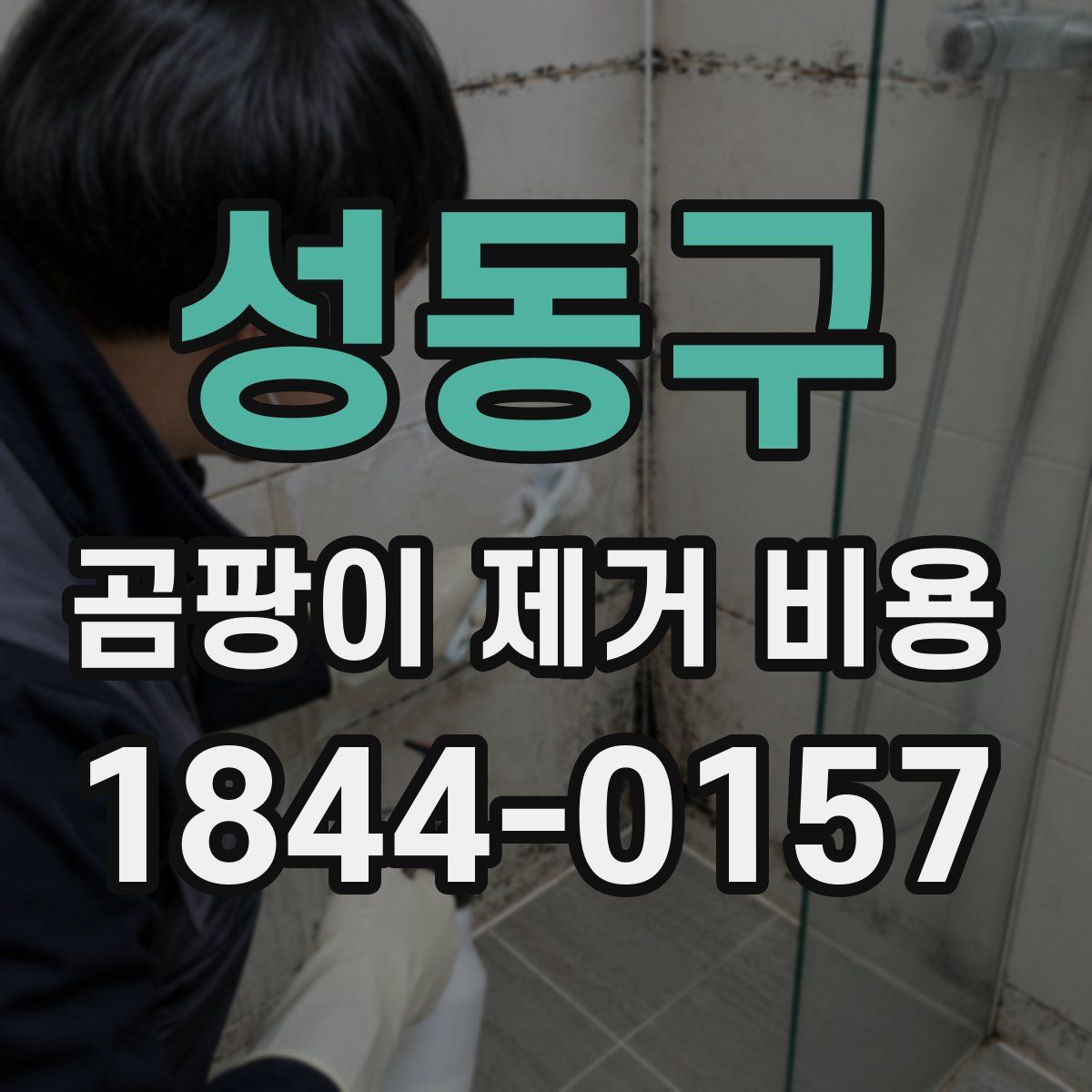 성동구 곰팡이 제거 비용