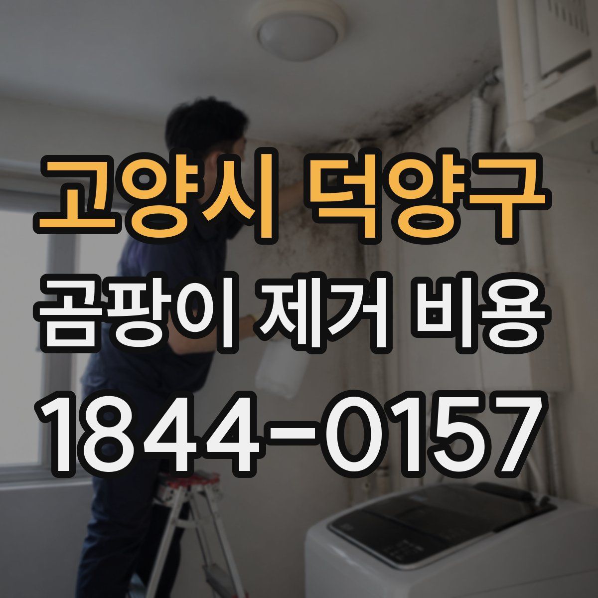 고양시 덕양구 곰팡이 제거 비용