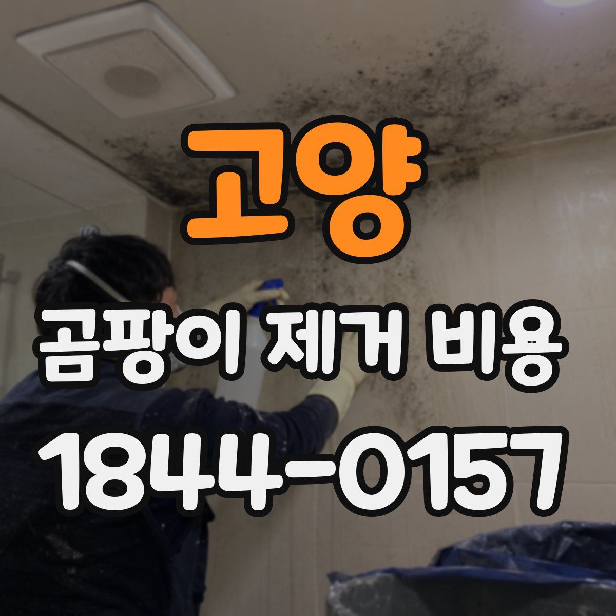 고양 곰팡이 제거 비용