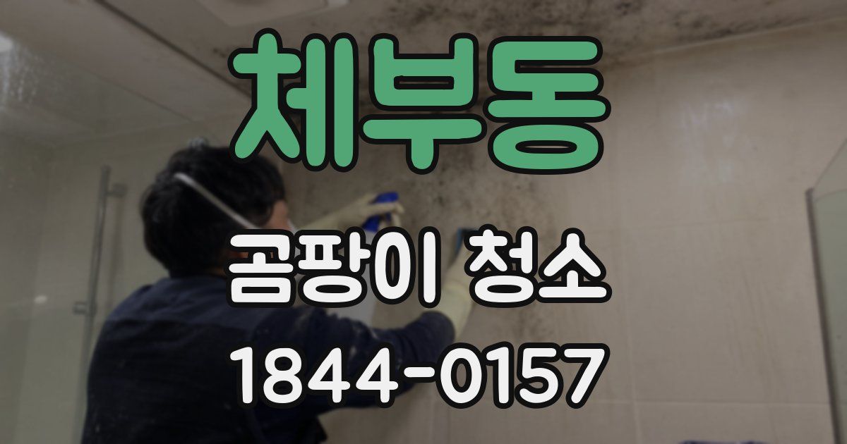 체부동 곰팡이 청소