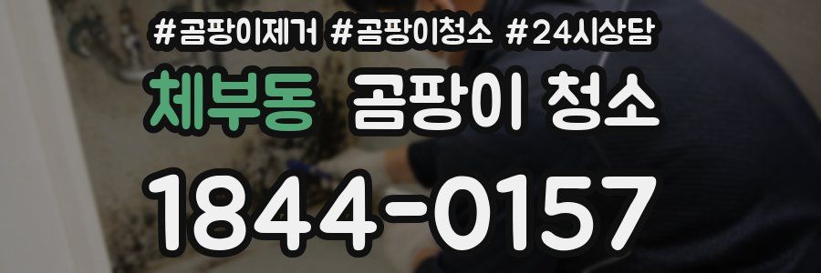 체부동 곰팡이 청소