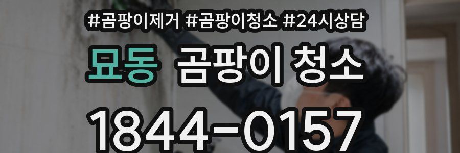 묘동 곰팡이 청소