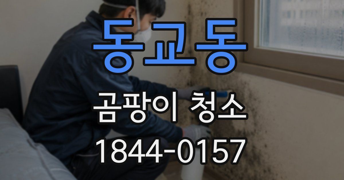 동교동 곰팡이 청소