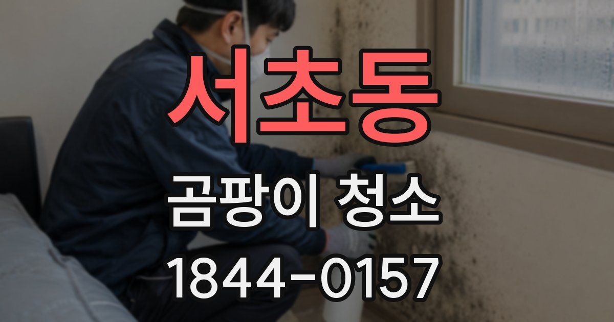 서초동 곰팡이 청소