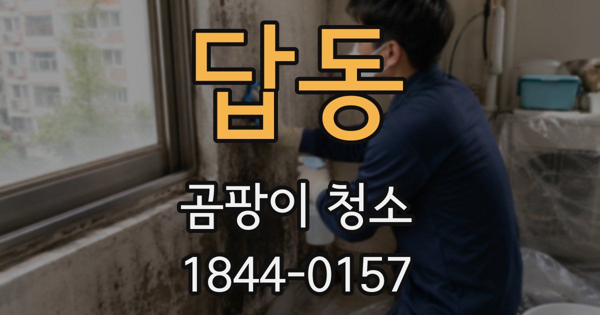 답동 곰팡이 청소