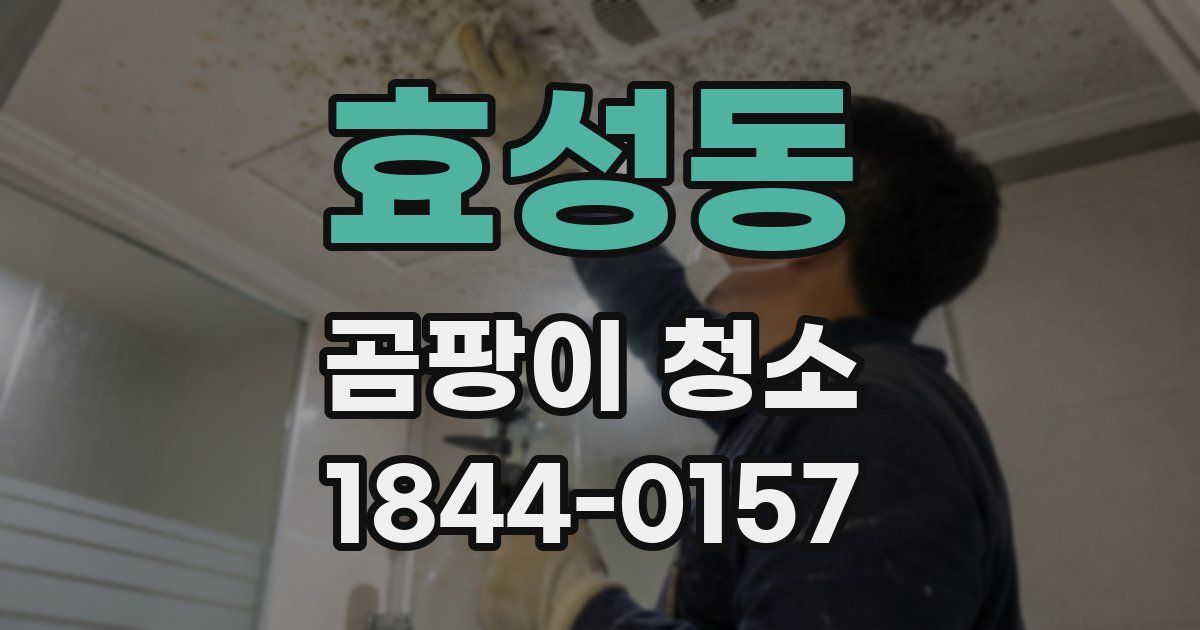 효성동 곰팡이 청소