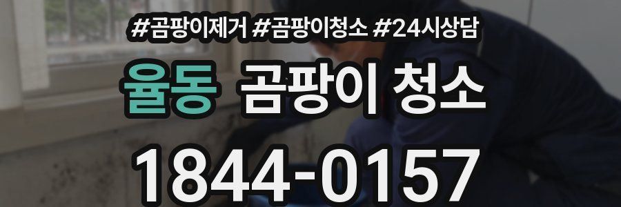 율동 곰팡이 청소