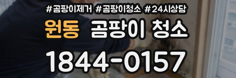 원동 곰팡이 청소