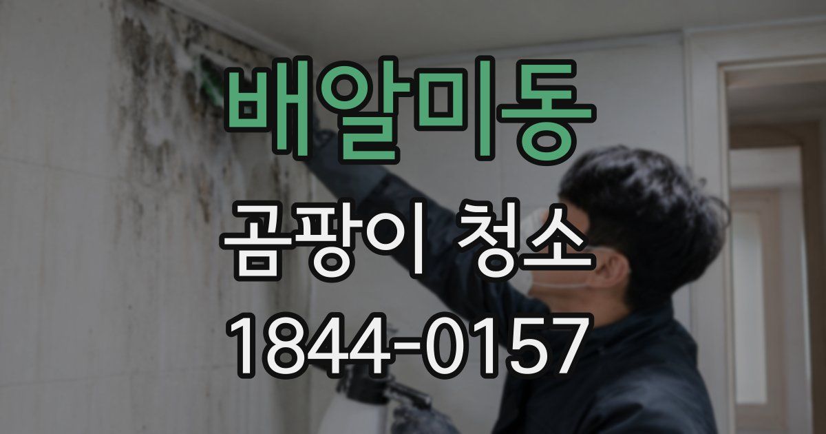 배알미동 곰팡이 청소