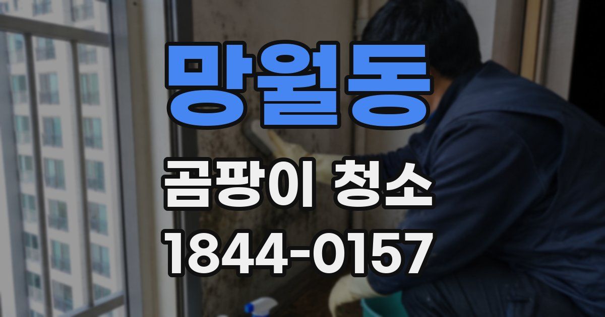 망월동 곰팡이 청소