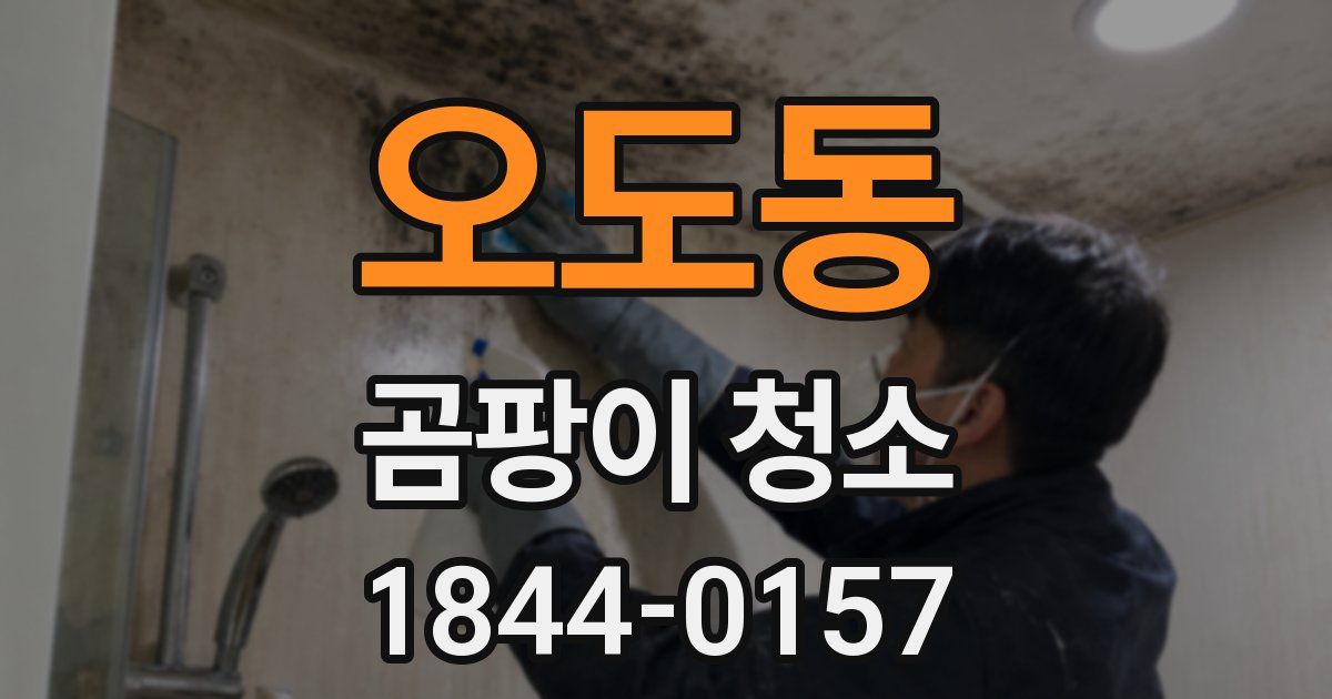 오도동 곰팡이 청소