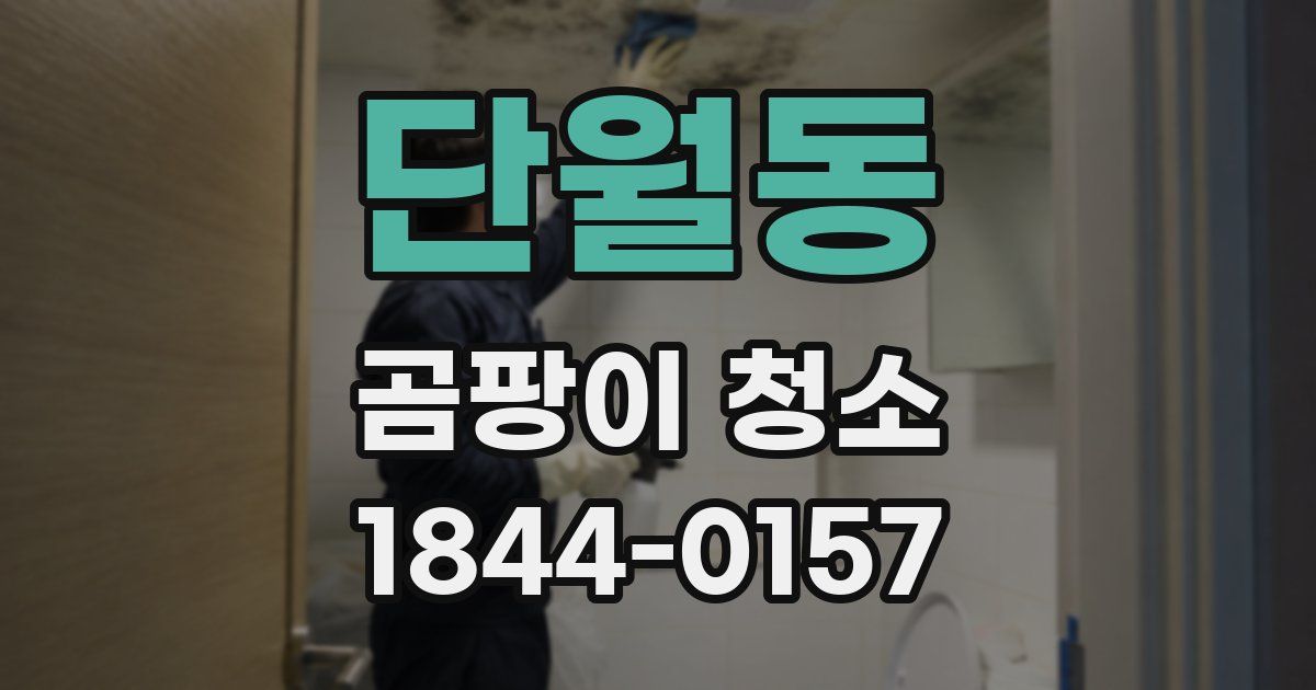 단월동 곰팡이 청소