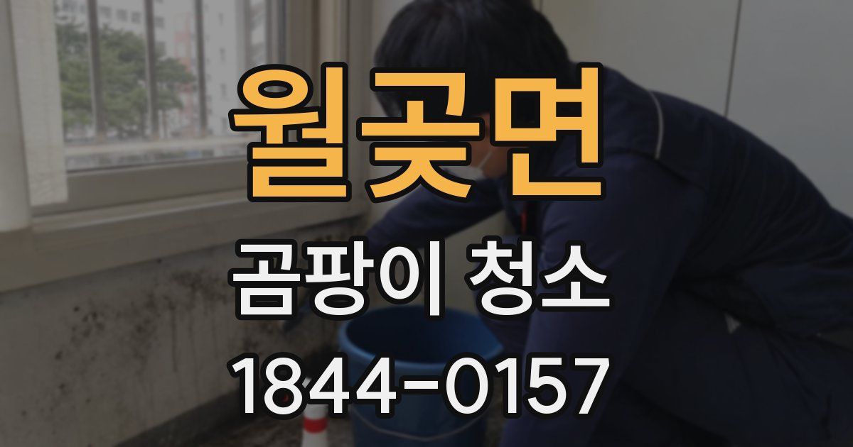 월곶면 곰팡이 청소