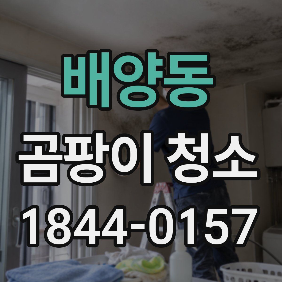 배양동 곰팡이 청소