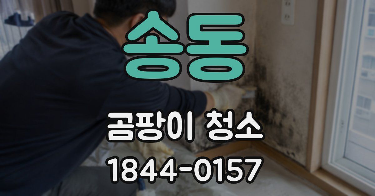 송동 곰팡이 청소