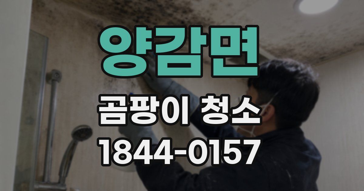 양감면 곰팡이 청소