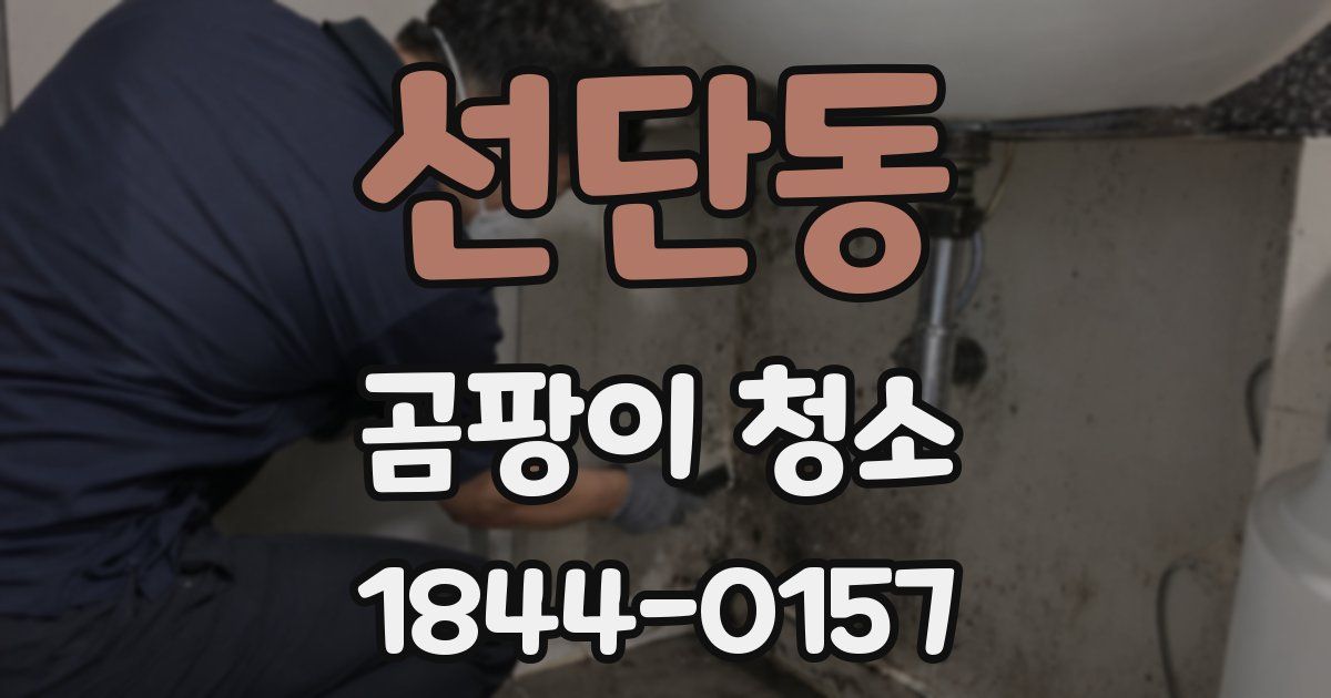 선단동 곰팡이 청소