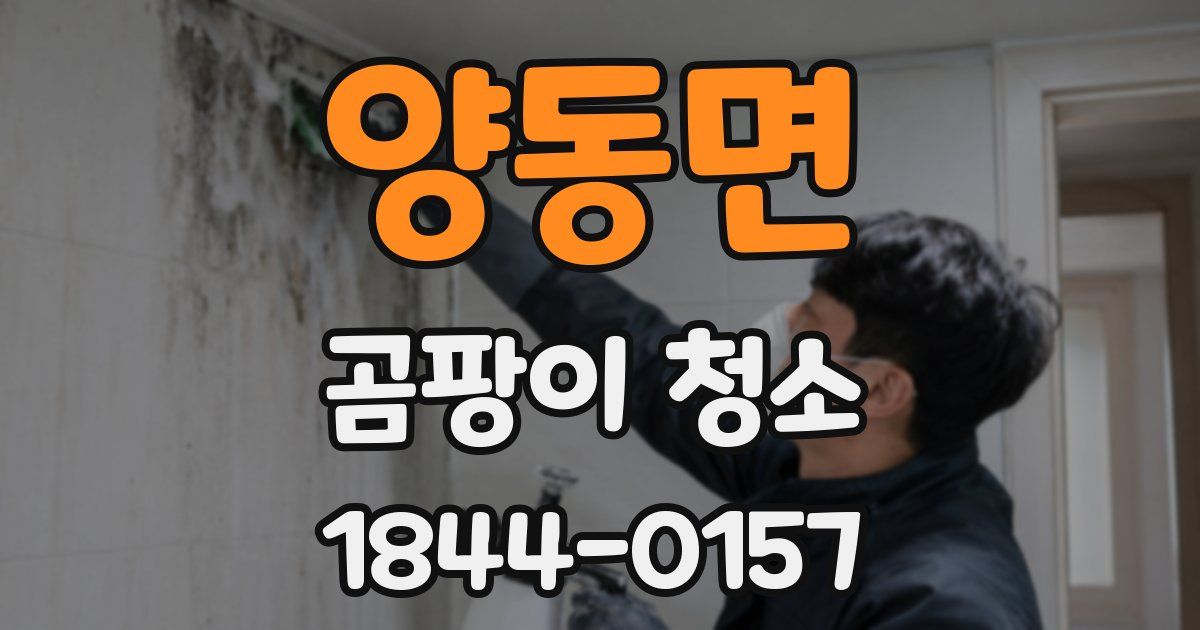 양동면 곰팡이 청소