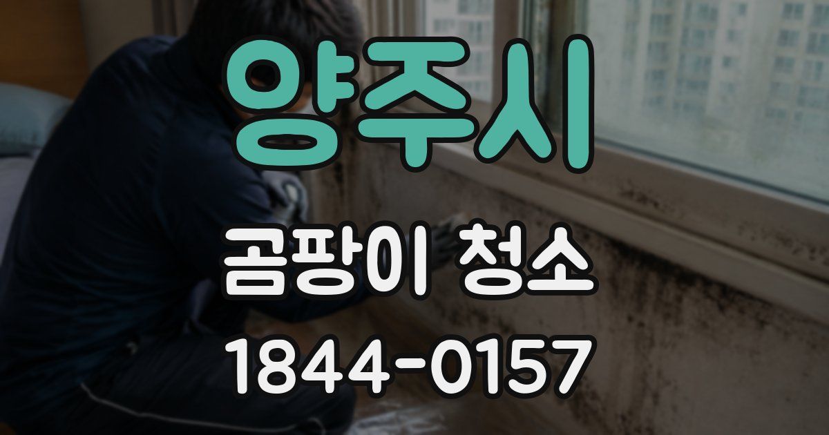 양주시 곰팡이 청소