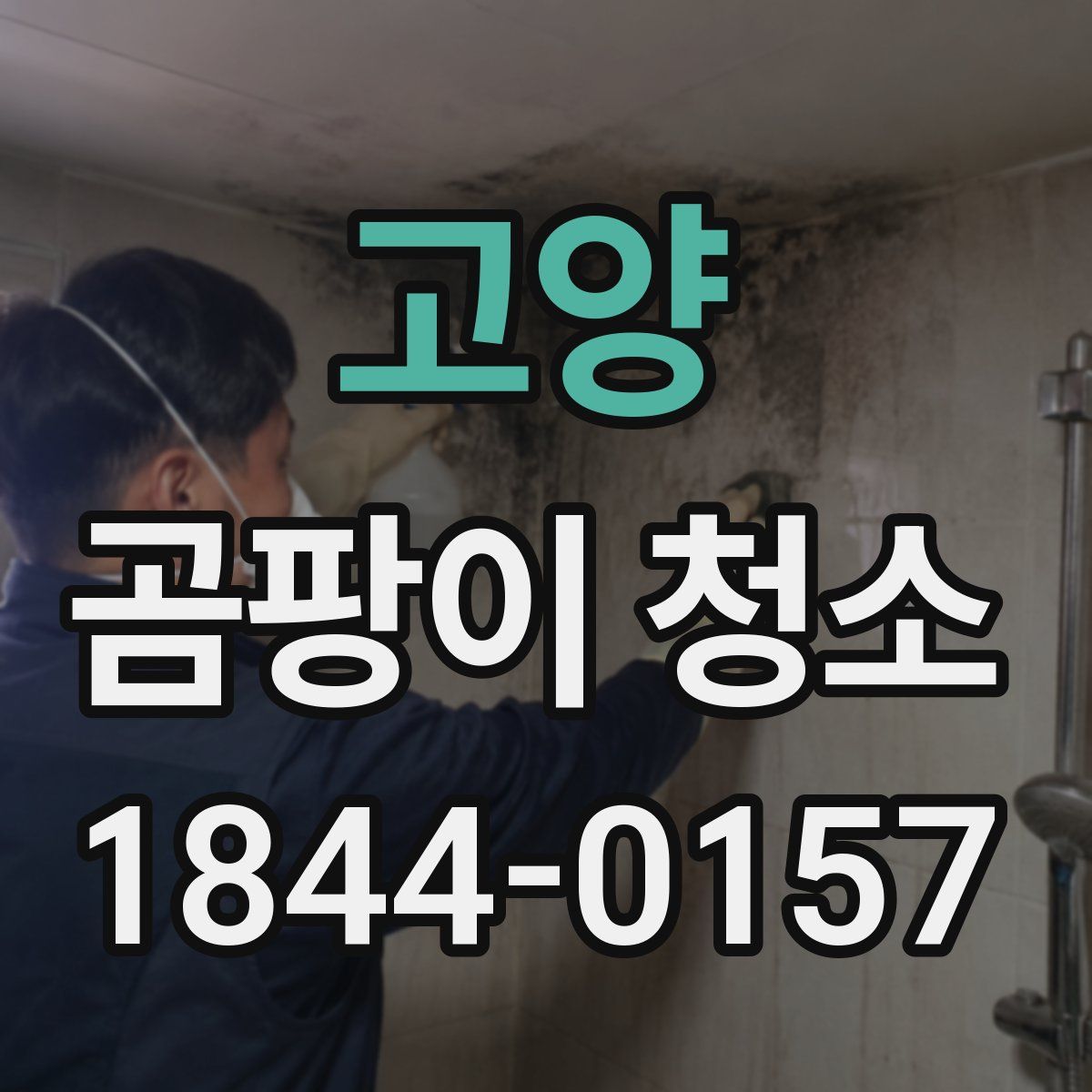 고양 곰팡이 청소