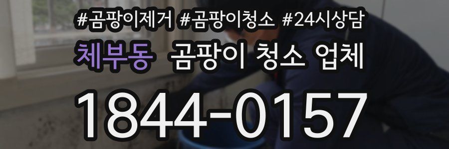 체부동 곰팡이 청소 업체