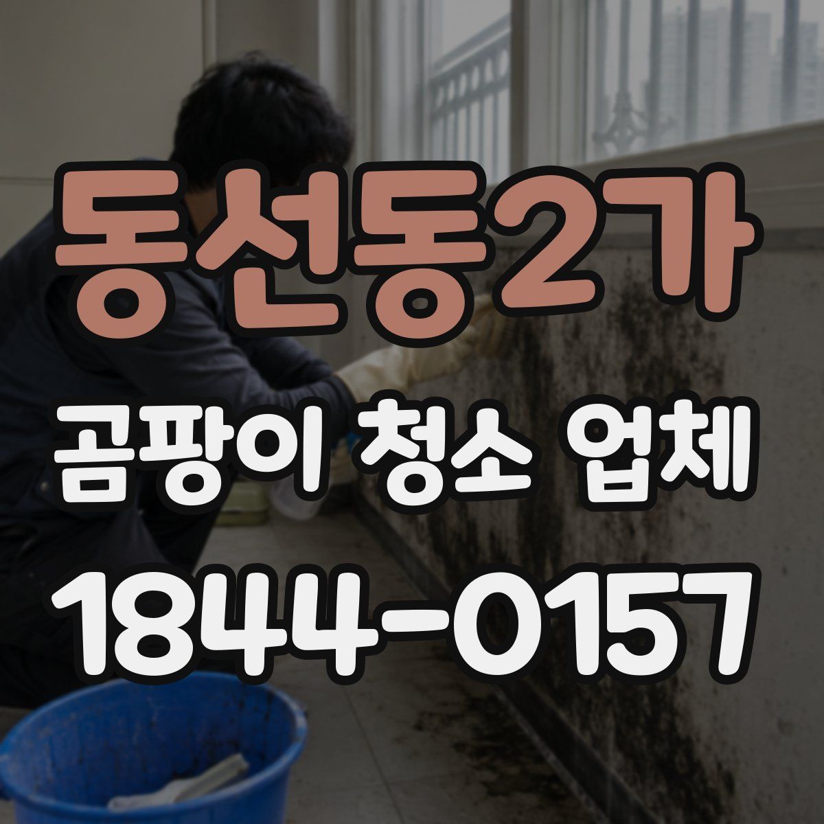 동선동2가 곰팡이 청소 업체