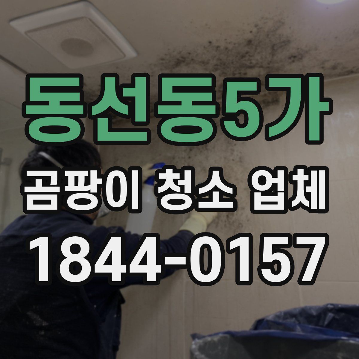 동선동5가 곰팡이 청소 업체