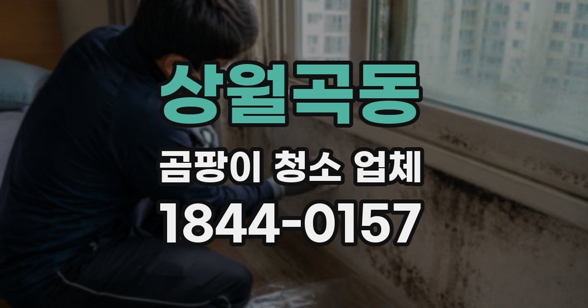 상월곡동 곰팡이 청소 업체