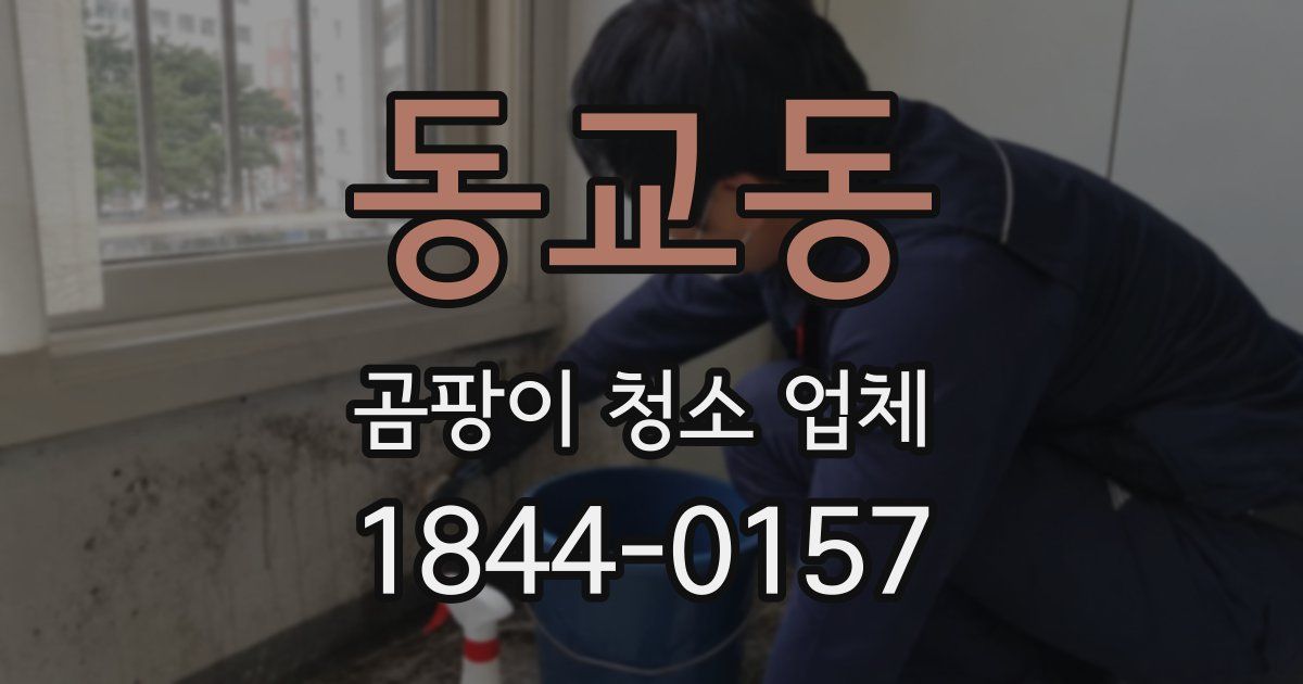 동교동 곰팡이 청소 업체