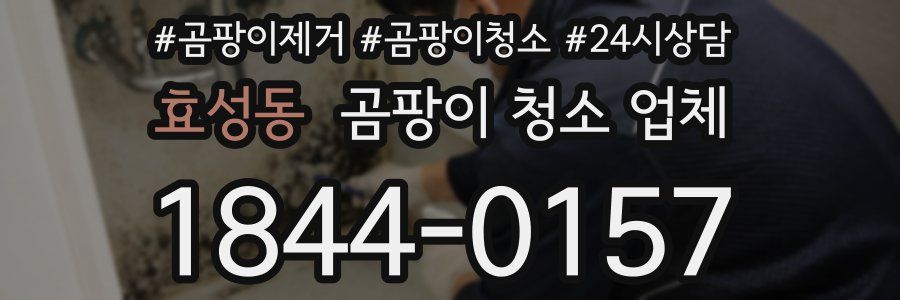 효성동 곰팡이 청소 업체