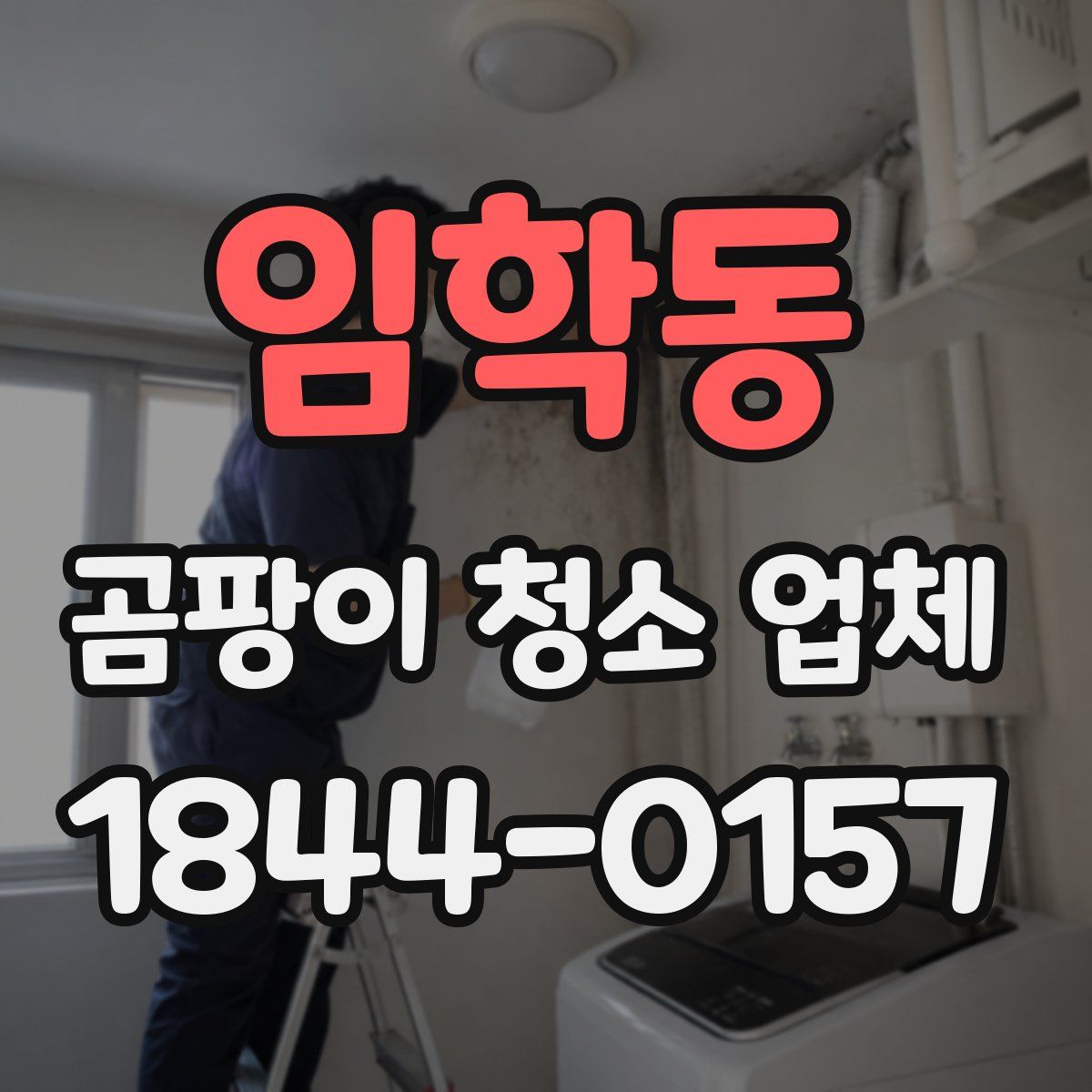 임학동 곰팡이 청소 업체