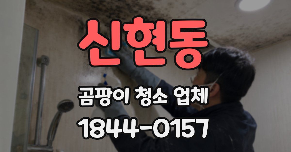신현동 곰팡이 청소 업체