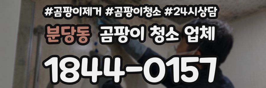 분당동 곰팡이 청소 업체