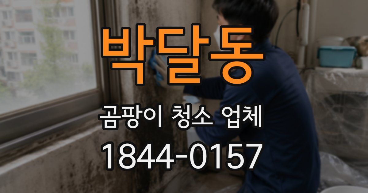 박달동 곰팡이 청소 업체