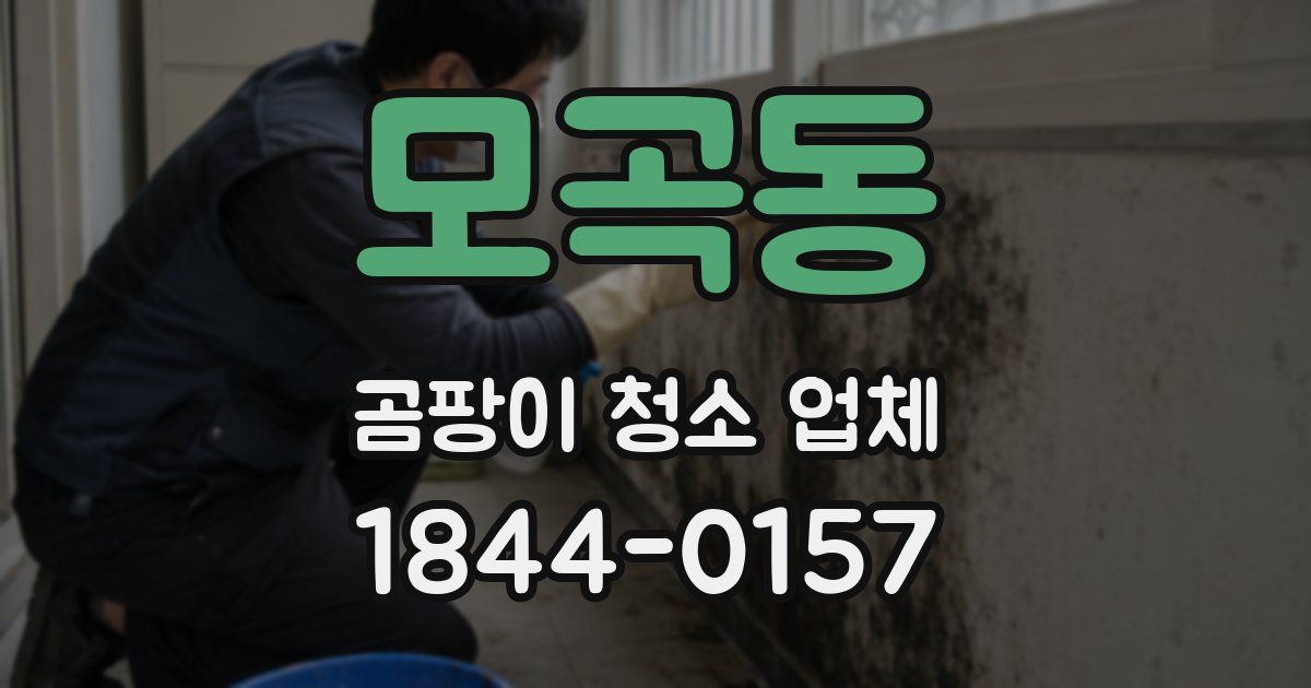 모곡동 곰팡이 청소 업체