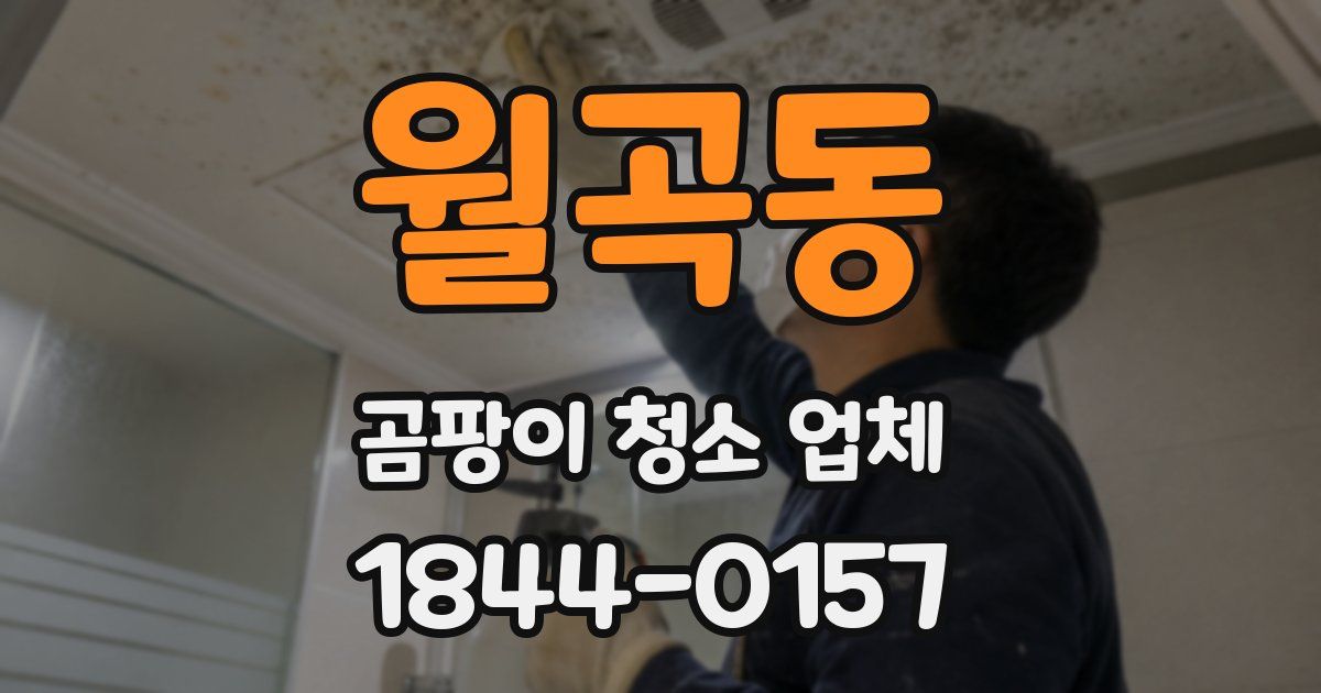 월곡동 곰팡이 청소 업체