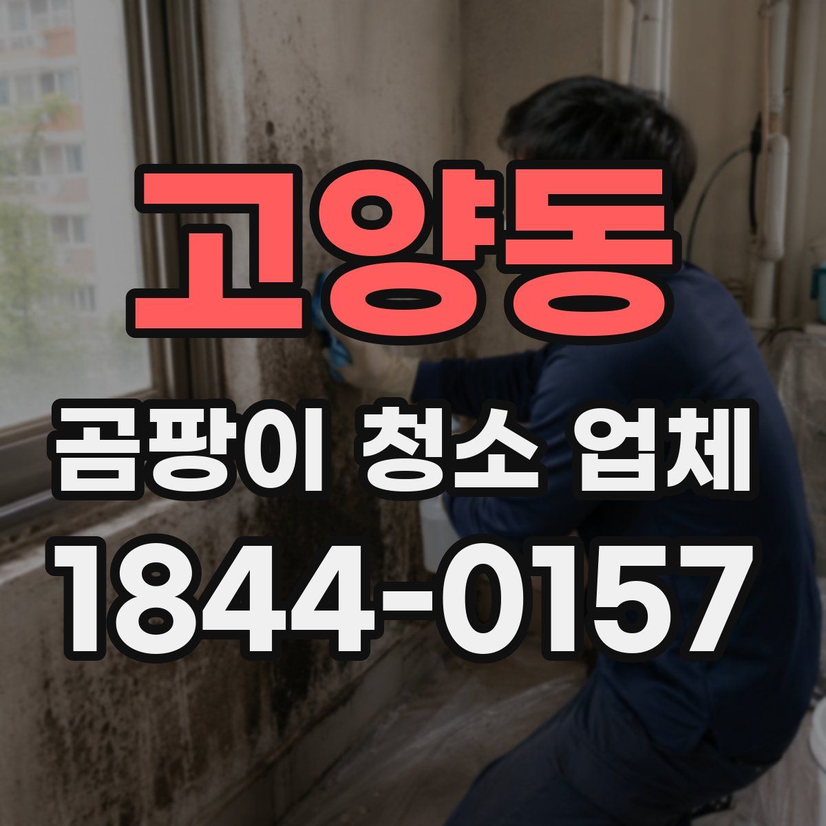 고양동 곰팡이 청소 업체
