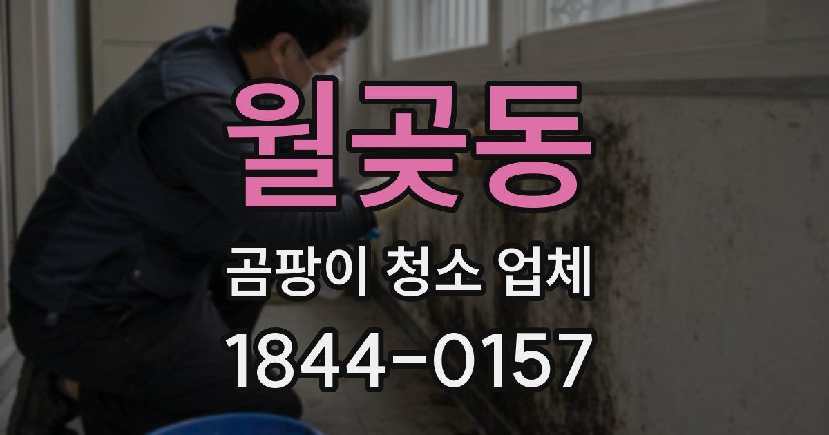 월곶동 곰팡이 청소 업체