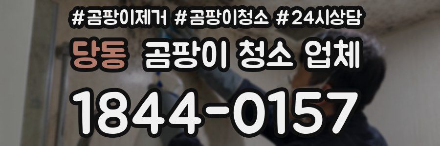 당동 곰팡이 청소 업체