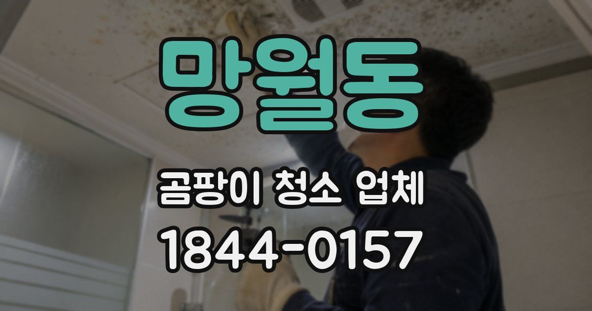 망월동 곰팡이 청소 업체